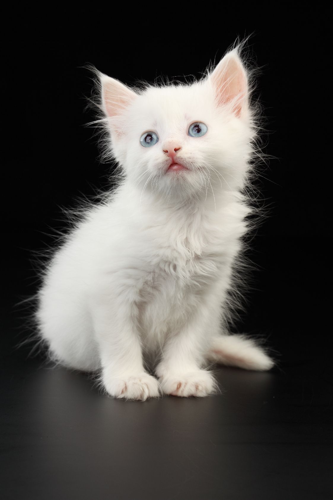 Белый котенок гладкошерстный
